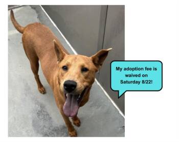 MS. REDD* -  Shar Pei and Mixed Breed Dog for Adoption in Santa Cruz, California - MS. REDD* | PetCurious