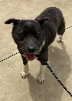 JOSEPHINE -  Pit Bull Terrier and Mixed Breed Dog for Adoption - JOSEPHINE | PetCurious