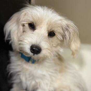 Sasha -  Maltipoo Dog for Adoption in Larkfield-wikiup, California - Sasha | PetCurious