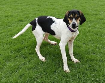 Mixed Breed Dogs Available for Adoption in Fairmont, West Virginia - Flora | PetCurious