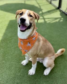 Rescue Hound Dogs for Adoption in Topeka, Kansas - Casey | PetCurious