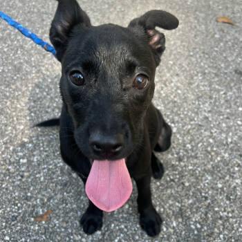 Rescue Labrador Retriever and Mixed Breed Dogs for Adoption in Quincy, Florida - DAISY (PUPPY) | PetCurious