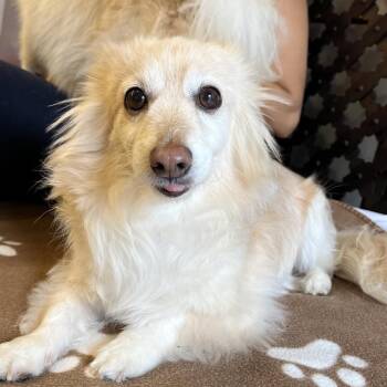 Biz Markie 14511 -  Dachshund Dog for Adoption in San Francisco, California - Biz Markie 14511 | PetCurious