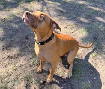 Rescue Mixed Breed Dogs for Adoption in Fernandina Beach, Florida - GARBANZO BEANS | PetCurious