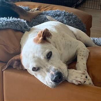 Rescue American Staffordshire Terrier and American Bulldog Dogs for Adoption in Brock, Texas - Bobby Flay | PetCurious