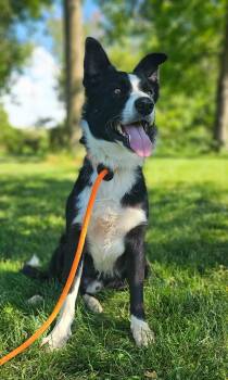 Juice -  Border Collie Dog for Adoption in Wooster, Ohio - Juice | PetCurious