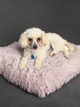 Poodle Dogs Available for Adoption in San Antonio, Texas - Bonnie | PetCurious