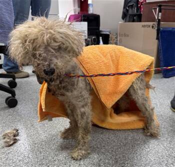 Poodle Dogs Available for Adoption in Pasadena, Texas - A185375 | PetCurious
