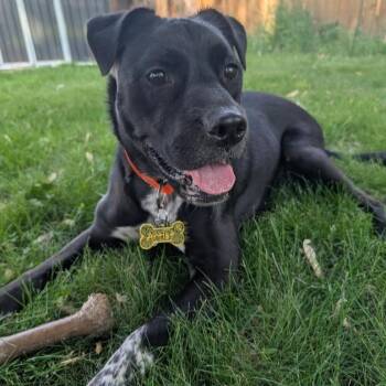 Artie aka Artist -  American Staffordshire Terrier and Cattle Dog Dog for Adoption in Minneapolis, Minnesota - Artie Aka Artist | PetCurious