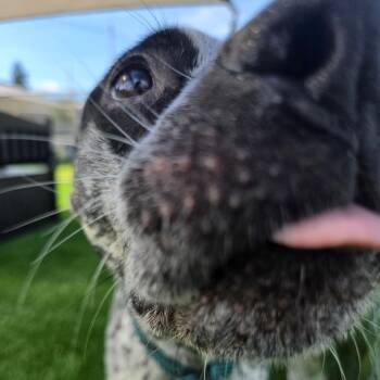 Roxley -  Cattle Dog and Mixed Breed Dog for Adoption in Binghamton, New York - Roxley | PetCurious
