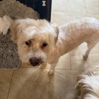 Miniature Poodle Dogs Available for Adoption - Ozzie | PetCurious