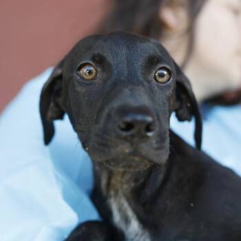 FRANKLIN -  Labrador Retriever Dog for Adoption in San Antonio, Texas - FRANKLIN | PetCurious
