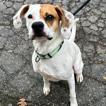 Ears K14 -  Boxer and Mixed Breed Dog for Adoption in Union, Missouri - Ears K14 | PetCurious