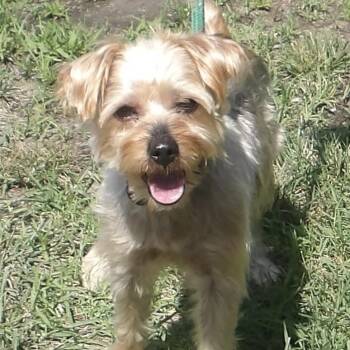 Kip -  Terrier Dog for Adoption in Gloucester, Virginia - Kip | PetCurious