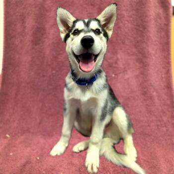 DARWIN -  Siberian Husky Dog for Adoption in Long Beach, California - DARWIN | PetCurious
