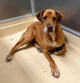 red -  Treeing Walker Coonhound Dog for Adoption in Burgaw, North Carolina - Red | PetCurious