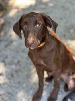 Fern -  Labrador Retriever Dog for Adoption in Meherrin, Virginia - Fern | PetCurious
