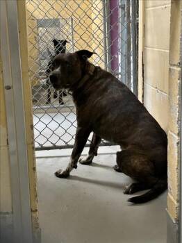 Pit Bull Terrier and Mixed Breed Dogs Available for Adoption in Tulsa, Oklahoma - THING 1 | PetCurious