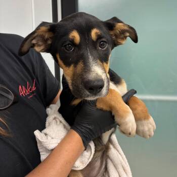 Shepherd Dogs Available for Adoption in Abilene, Texas - Rigatoni | PetCurious