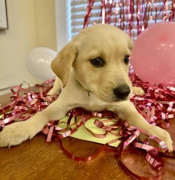 Kenny -  Labrador Retriever and Feist Dog for Adoption in Gallatin, Tennessee - Kenny | PetCurious