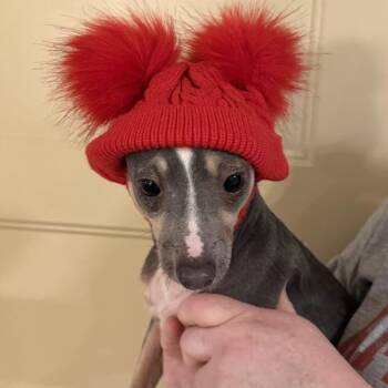 Chihuahua and Italian Greyhound Dogs Available for Adoption in Gainesville, Florida - Esther | PetCurious