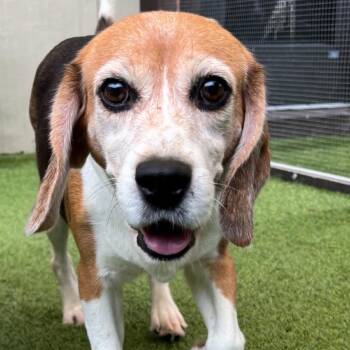BQO8 - 5428 -  Beagle Dog for Adoption in Loxahatchee Groves, Florida - BQO8 - 5428 | PetCurious