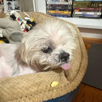 Milford -  Terrier Dog for Adoption in New York, New York - Milford | PetCurious