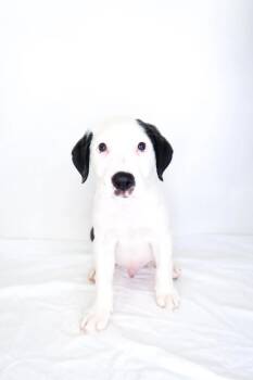 Garrett Graham -  Shepherd Dog for Adoption in Bixby, Oklahoma - Garrett Graham | PetCurious