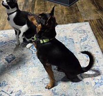 Miniature Pinscher Dogs Available for Adoption in Pinellas Park, Florida - Ziggy | PetCurious