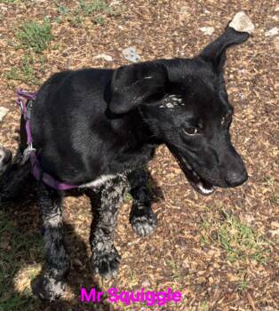 Rescue Black Labrador Retriever and Mixed Breed Dogs for Adoption in Kemp, Texas - Mr Squiggle Butt | PetCurious