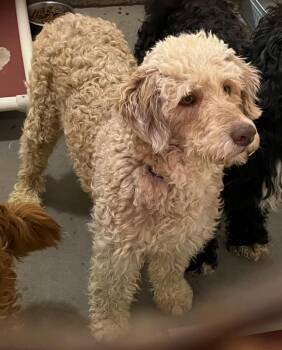Poodle Dogs Available for Adoption - Bonnie | PetCurious