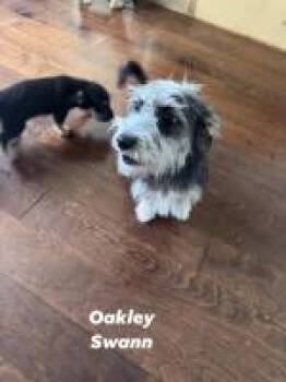 Oakley Swann -  Schnauzer Dog for Adoption in Milton, Georgia - Oakley Swann | PetCurious