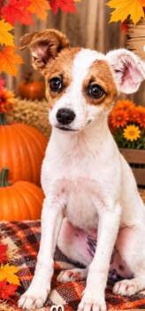 Atta -  Chihuahua and Mixed Breed Dog for Adoption in Heber City, Utah - Atta | PetCurious