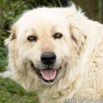 Rescue Great Pyrenees Dogs for Adoption in Beacon, New York - Sue In TN - Calm & Gentle & Adores People! | PetCurious