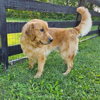 Golden Retriever Dogs Available for Adoption in Louisville, Kentucky - Warden | PetCurious