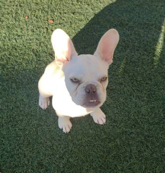 French Bulldog Dogs Available for Adoption - Silver | PetCurious