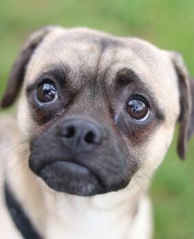 Rescue Mixed Breed Dogs for Adoption in Walla Walla, Washington - Hendrix | PetCurious