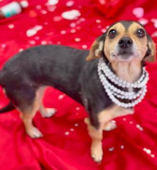 Dachshund and Chihuahua Dogs Available for Adoption - Harlow | PetCurious