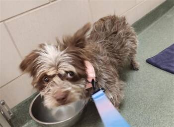 A176477 -  Mixed Breed Dog for Adoption in Santa Fe, New Mexico - A176477 | PetCurious