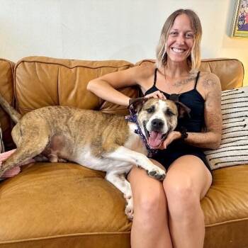 Tigger Tiggy The Best Boy Ever -  Labrador Retriever and Boxer Dog for Adoption in Friendswood, Texas - Tigger Tiggy The Best Boy Ever | PetCurious