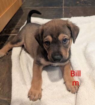 Bill - Margot -  Labrador Retriever and Shepherd Dog for Adoption in Lakeland, Florida - Bill - Margot | PetCurious