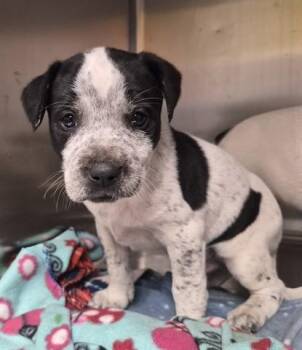 CHERRY COKE -  Pit Bull Terrier and Mixed Breed Dog for Adoption in Dayton, Ohio - CHERRY COKE | PetCurious