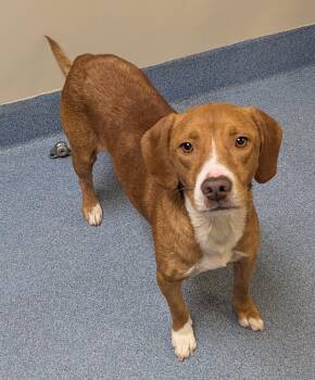 Carter -  Hound Dog for Adoption in Suffolk, Virginia - Carter | PetCurious