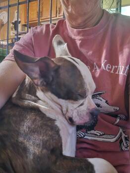 Boston Terrier Dogs Available for Adoption in Aspen, Colorado - StellaLuna | PetCurious