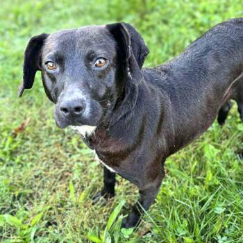 Rescue Black Labrador Retriever Dogs for Adoption in New York, New York - Dark Tower | PetCurious