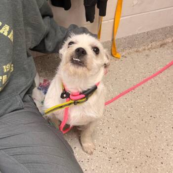 Maltese Dogs Available for Adoption in Indianapolis, Indiana - Billy | PetCurious