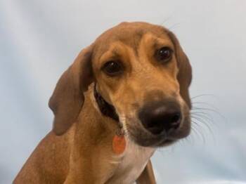Varney -  Hound and Mixed Breed Dog for Adoption in Golden Valley, Minnesota - Varney | PetCurious