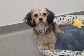 Barb -  Shih Tzu and Silky Terrier Dog for Adoption in Kansas City, Missouri - Barb | PetCurious