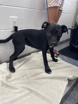 Winney -  Mixed Breed Dog for Adoption in Oxford, North Carolina - Winney | PetCurious