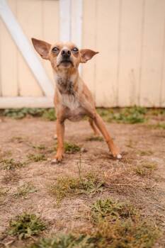 Quesarito -  Chihuahua Dog for Adoption in Newberg, Oregon - Quesarito | PetCurious